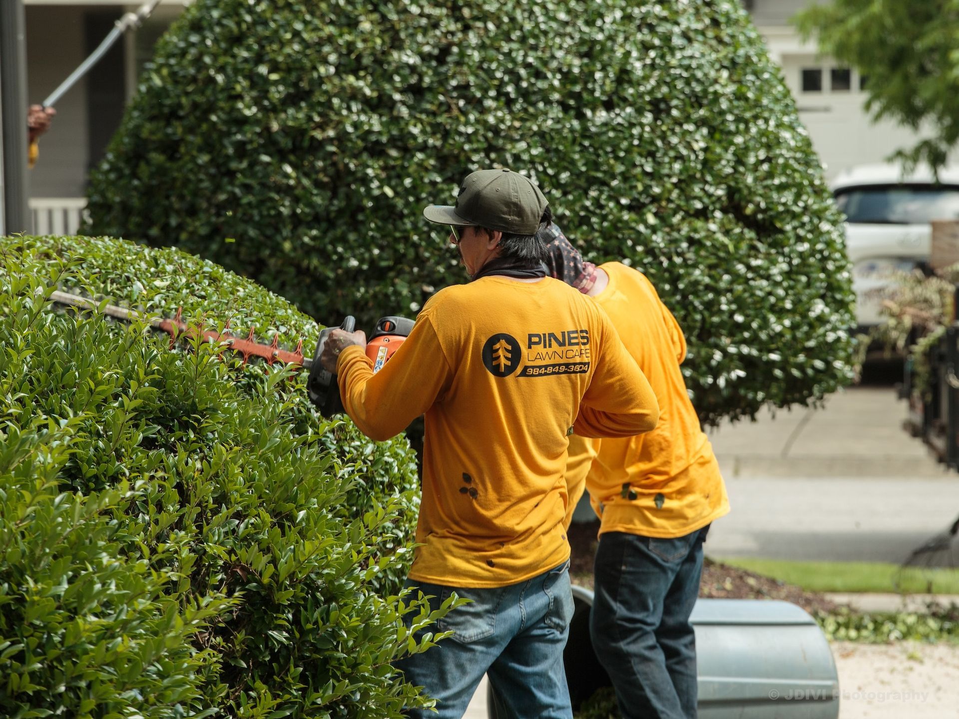 Two people in orange shirts trimming a large green hedge outdoors.