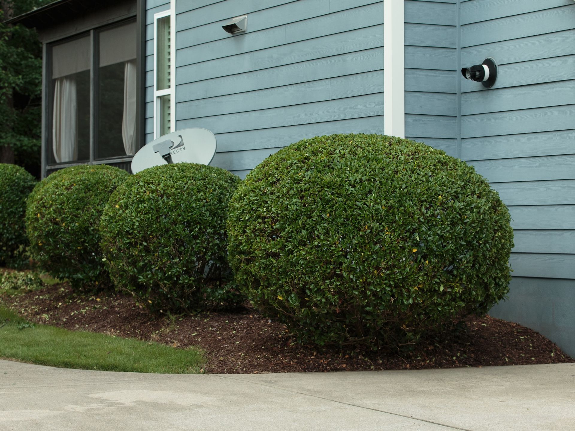 Three green, round bushes line the front of a blue house, next to a driveway.
