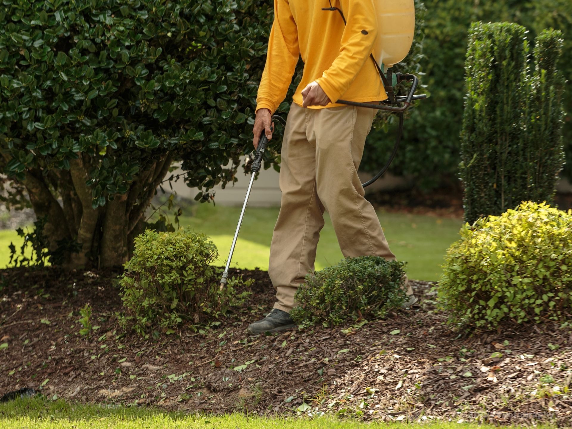Man in yellow shirt sprays a garden bed with a backpack sprayer, beside trimmed bushes.