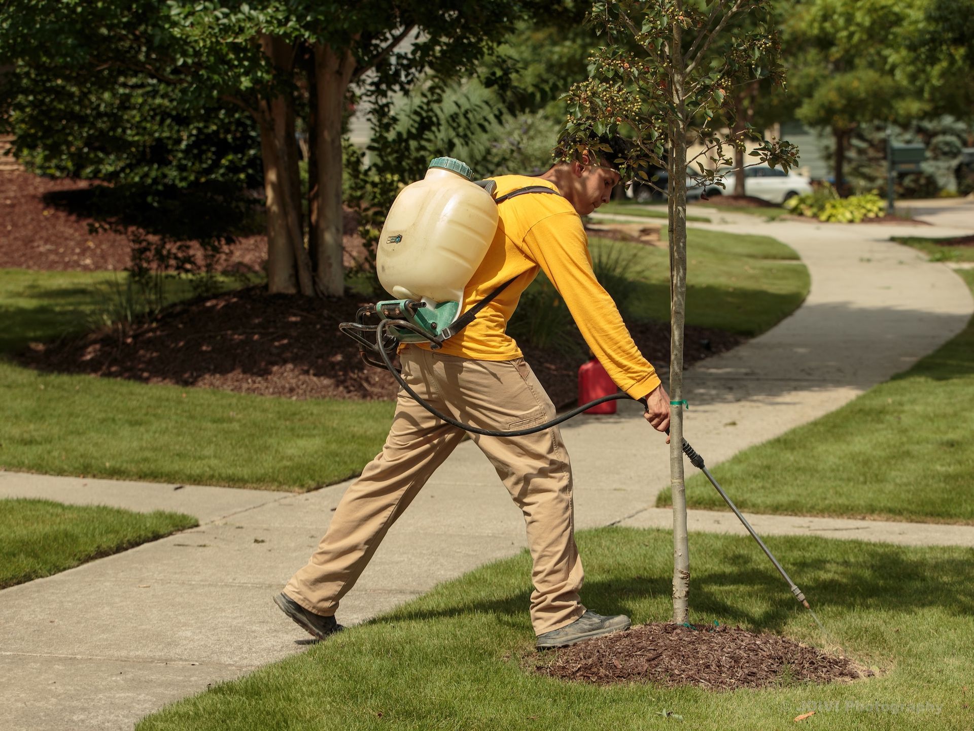 Man sprays tree with backpack sprayer on a suburban lawn, green grass, and sidewalk.