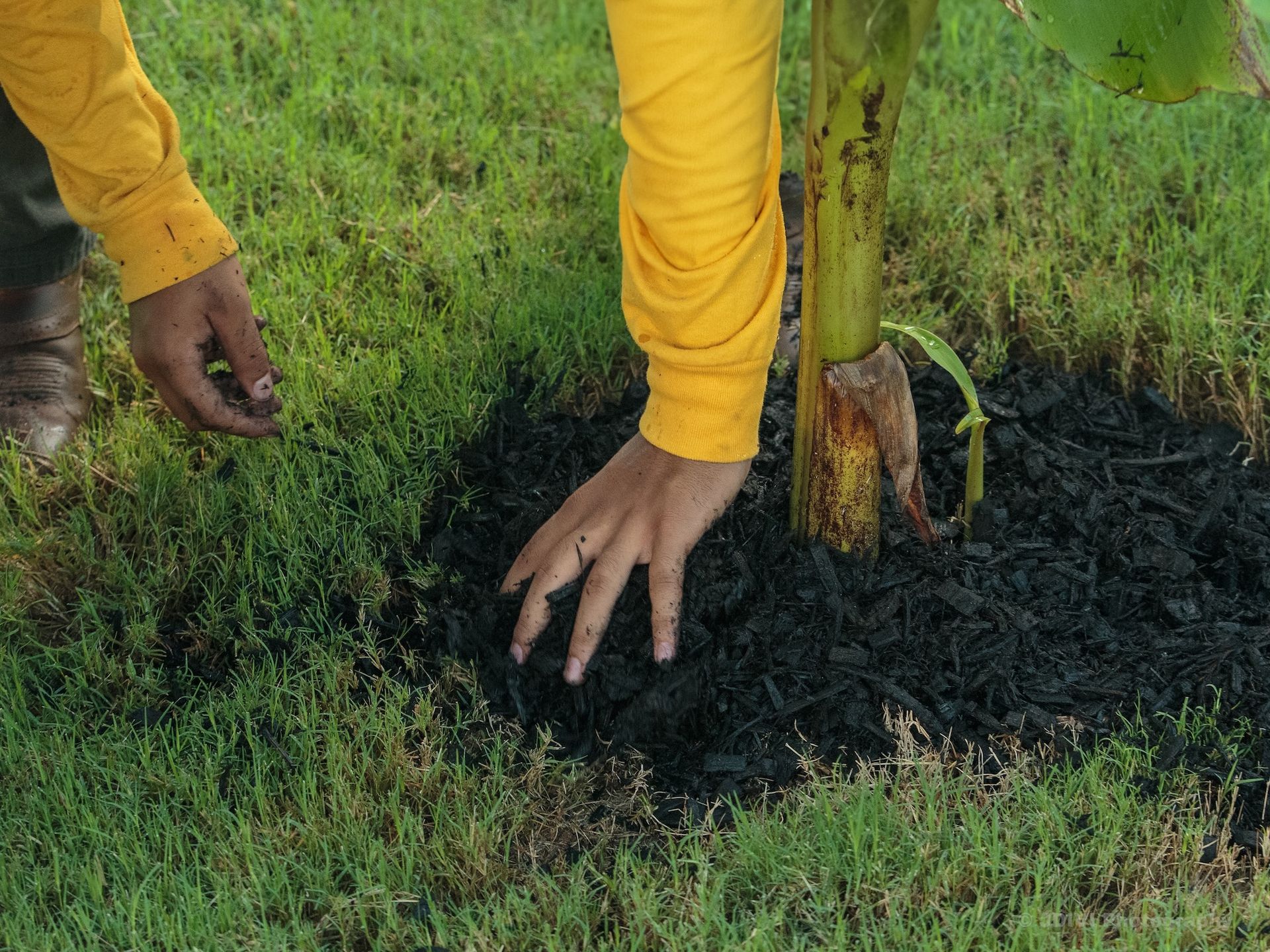 Person mulching around a tree trunk in grass, wearing a yellow shirt.