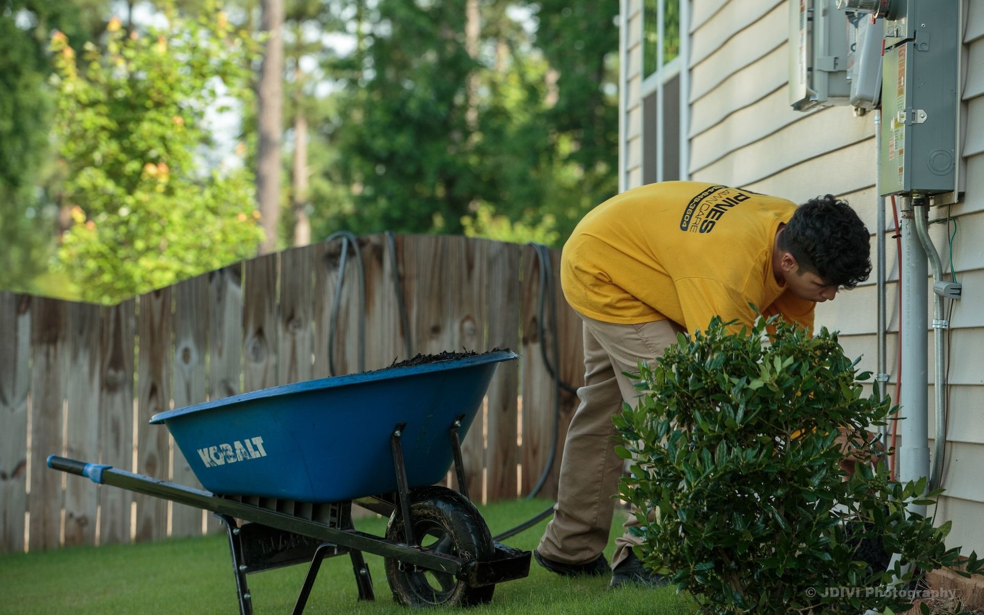 Person in yellow shirt gardening near a blue wheelbarrow and a wooden fence.