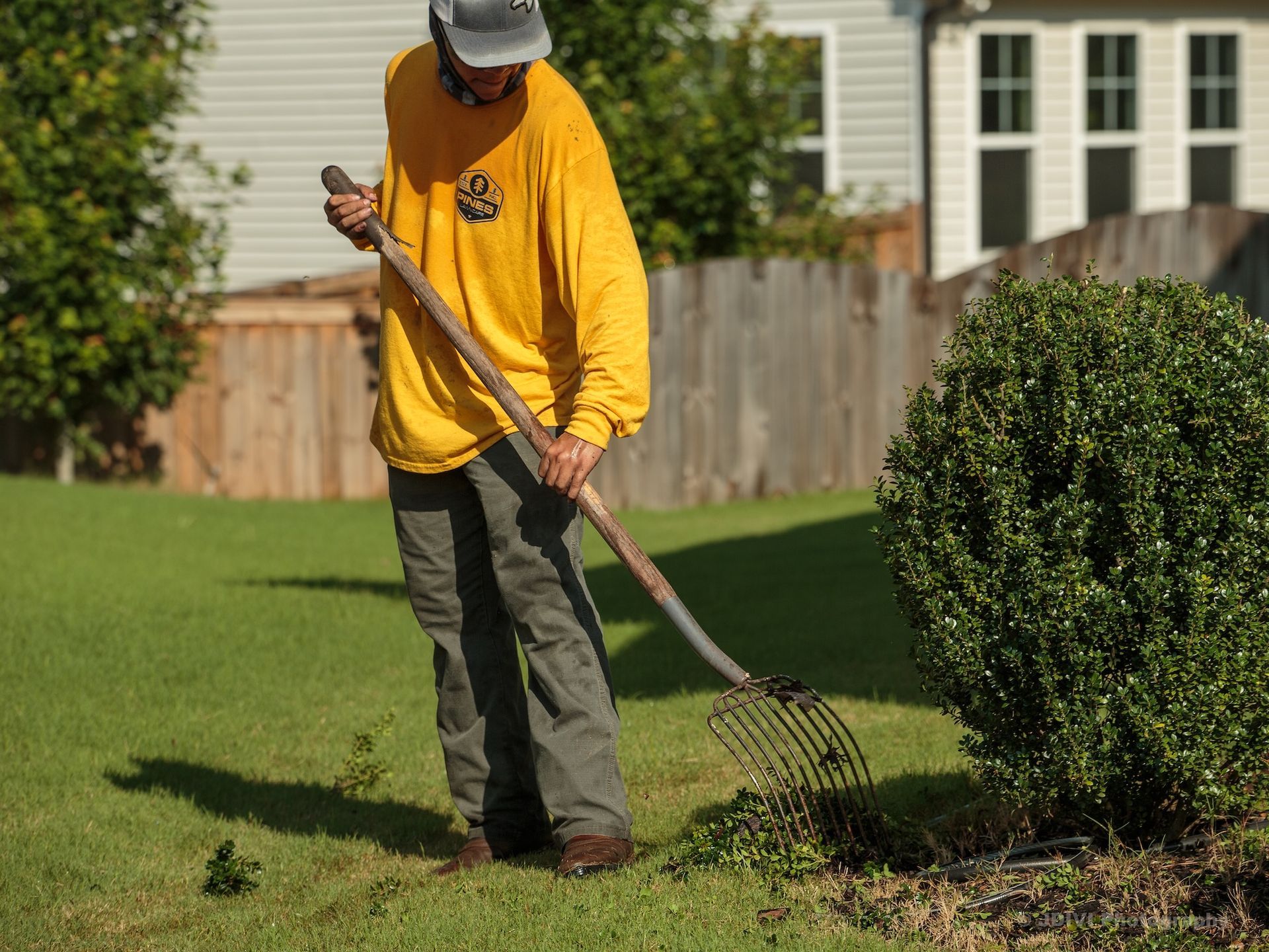 Man in yellow shirt raking grass near a hedge bush and a wooden fence.