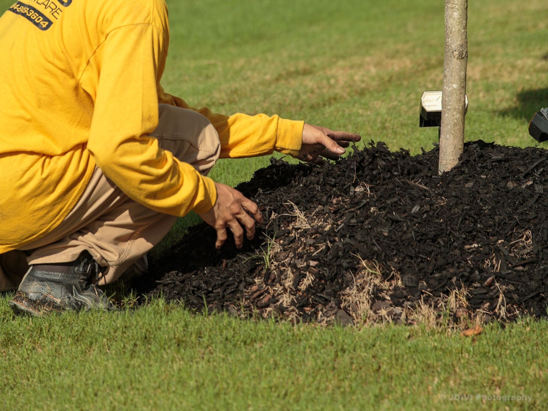 Person mulching around a young tree on a lawn, wearing a yellow shirt.
