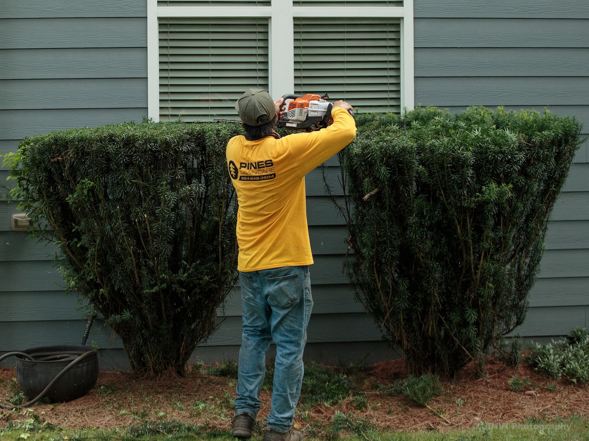 A man in a yellow shirt trims a bush with a hedge trimmer next to a blue house.