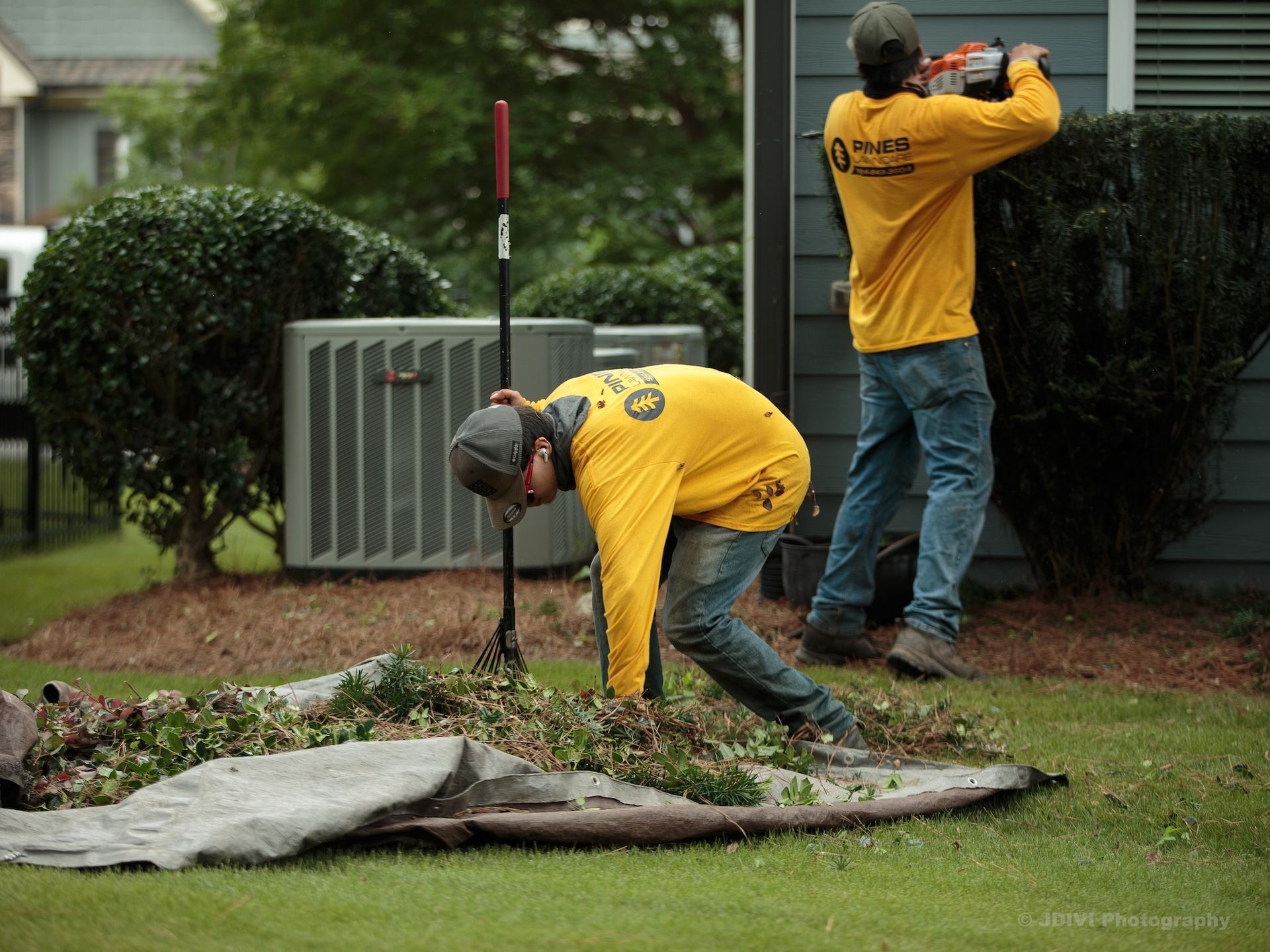 Two landscapers in yellow shirts trimming bushes and working in a yard.