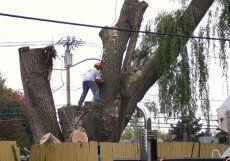 Tree service — Tree Care in Hudson, NH