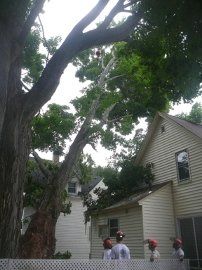 Tree emergency — Tree Care in Hudson, NH