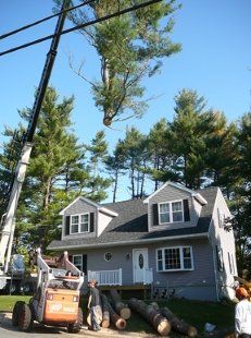 No access removals — Tree Care in Hudson, NH