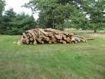 Cut Tree Trunks — Firewood in Hudson, NH