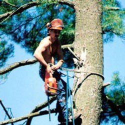 Mark Cormier — Tree Company in Hudson, NH