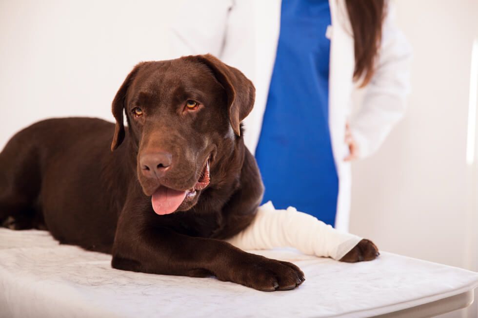 Amazing Dog — Geneva, NY — Geneva Veterinary Hospital