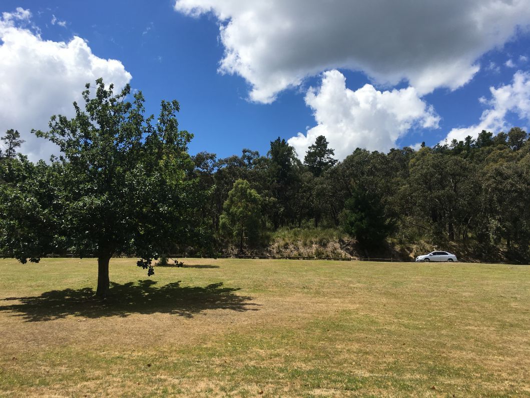 A Tree in The Middle of A Field with Trees in The Background — ACG Windows & Glass in Narre Warren, VIC