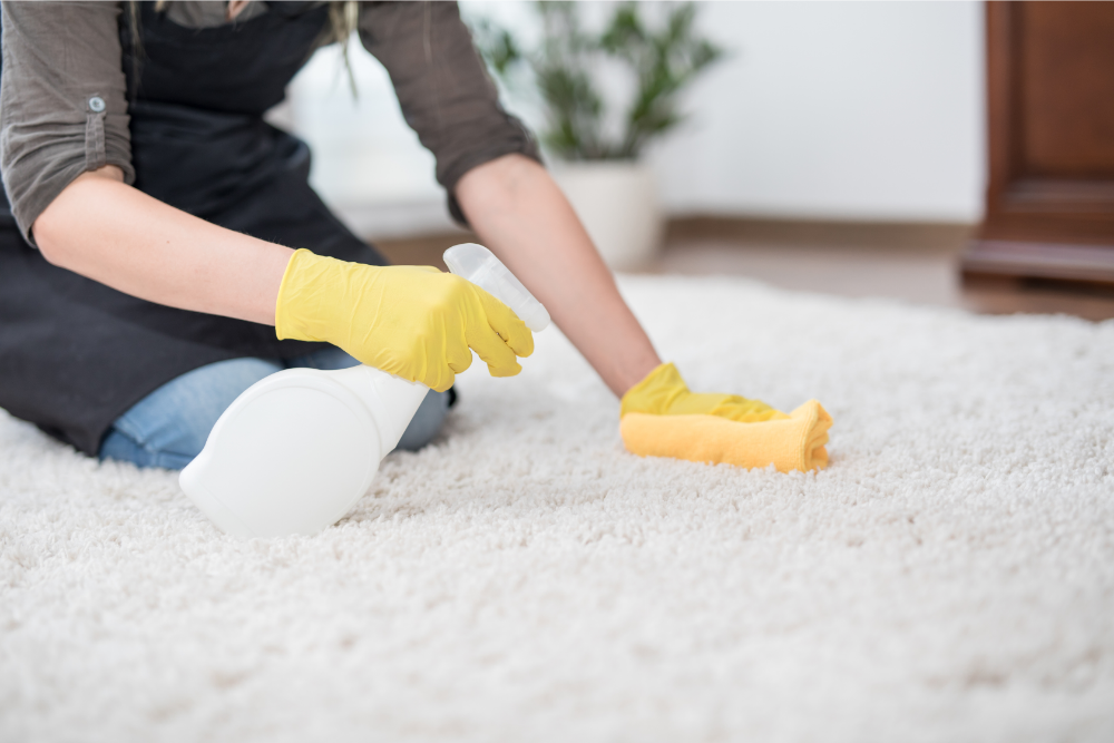 expert carpet cleaning in progress