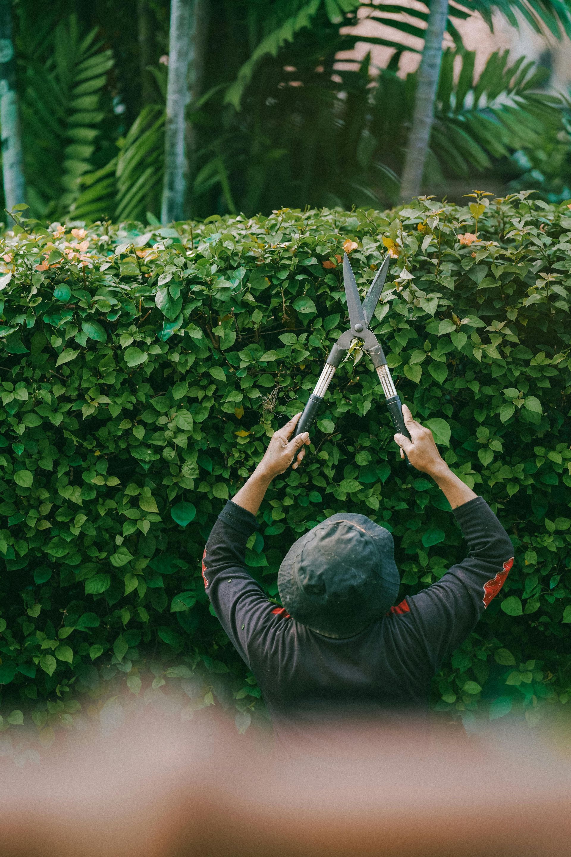 Person trimming a green hedge with hedge clippers in a lush garden.