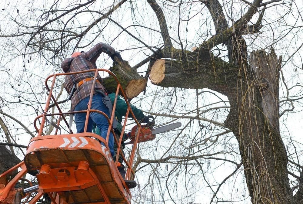 Two men are cutting a tree with a chainsaw.