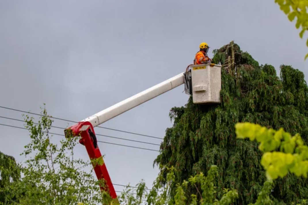 A man is cutting a tree with a crane.