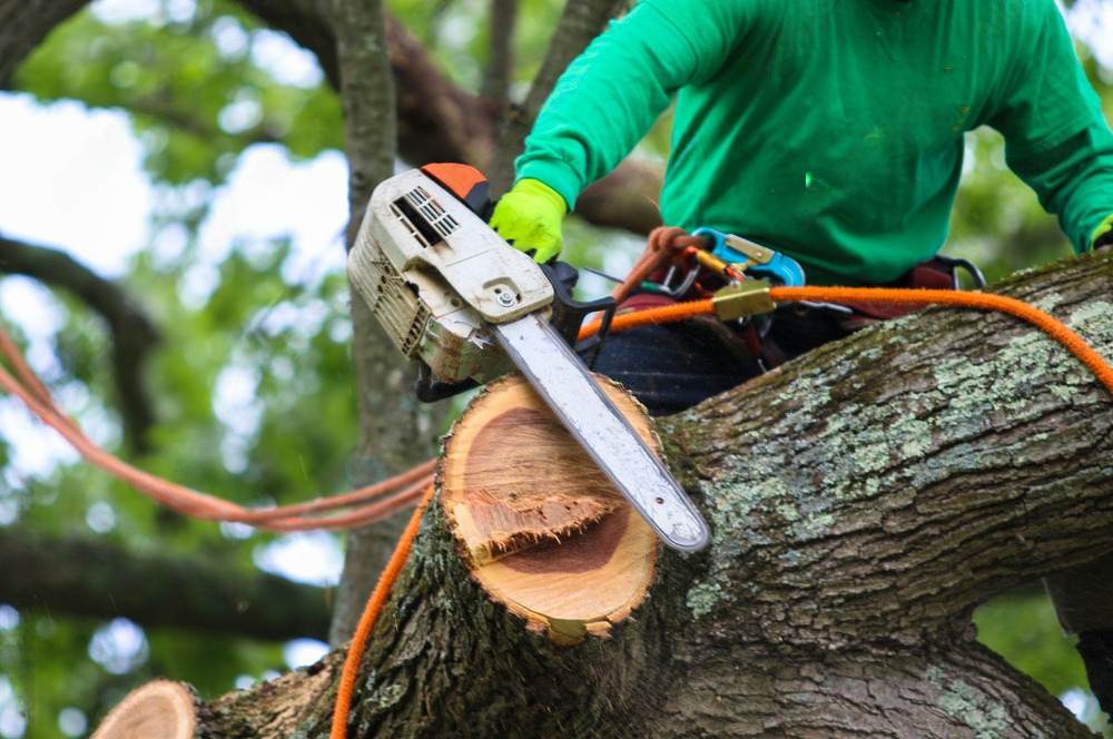 A man is cutting a tree with a chainsaw.