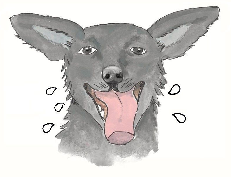 The dog named Kitty's face with slobber