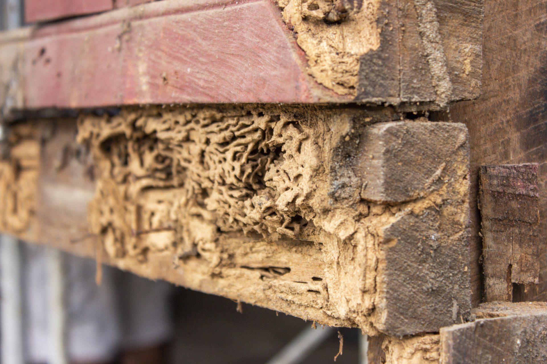 wood damage caused by termites.