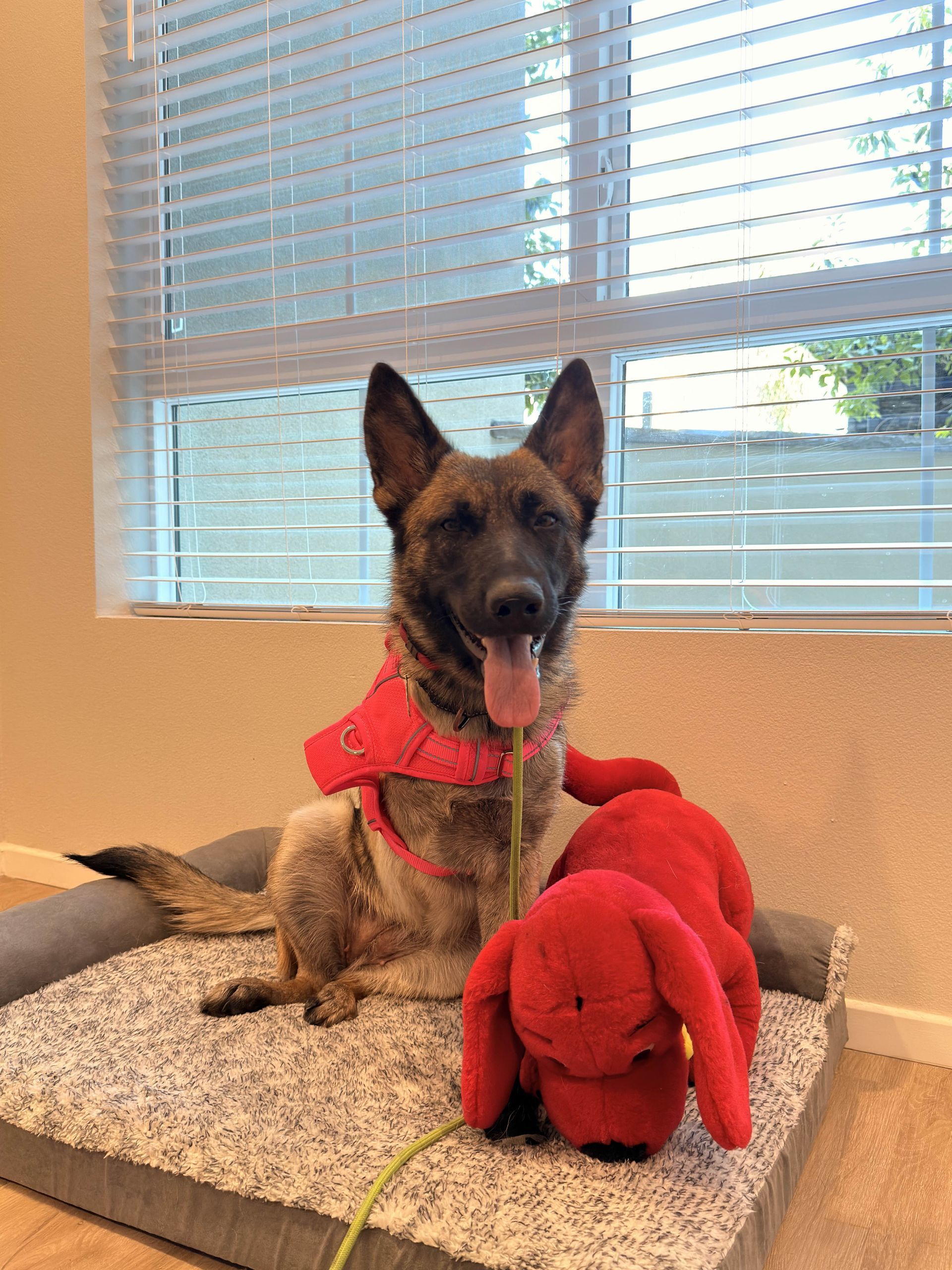 Dog with a red harness and tongue out sitting on a bed next to a red stuffed animal; window in background.