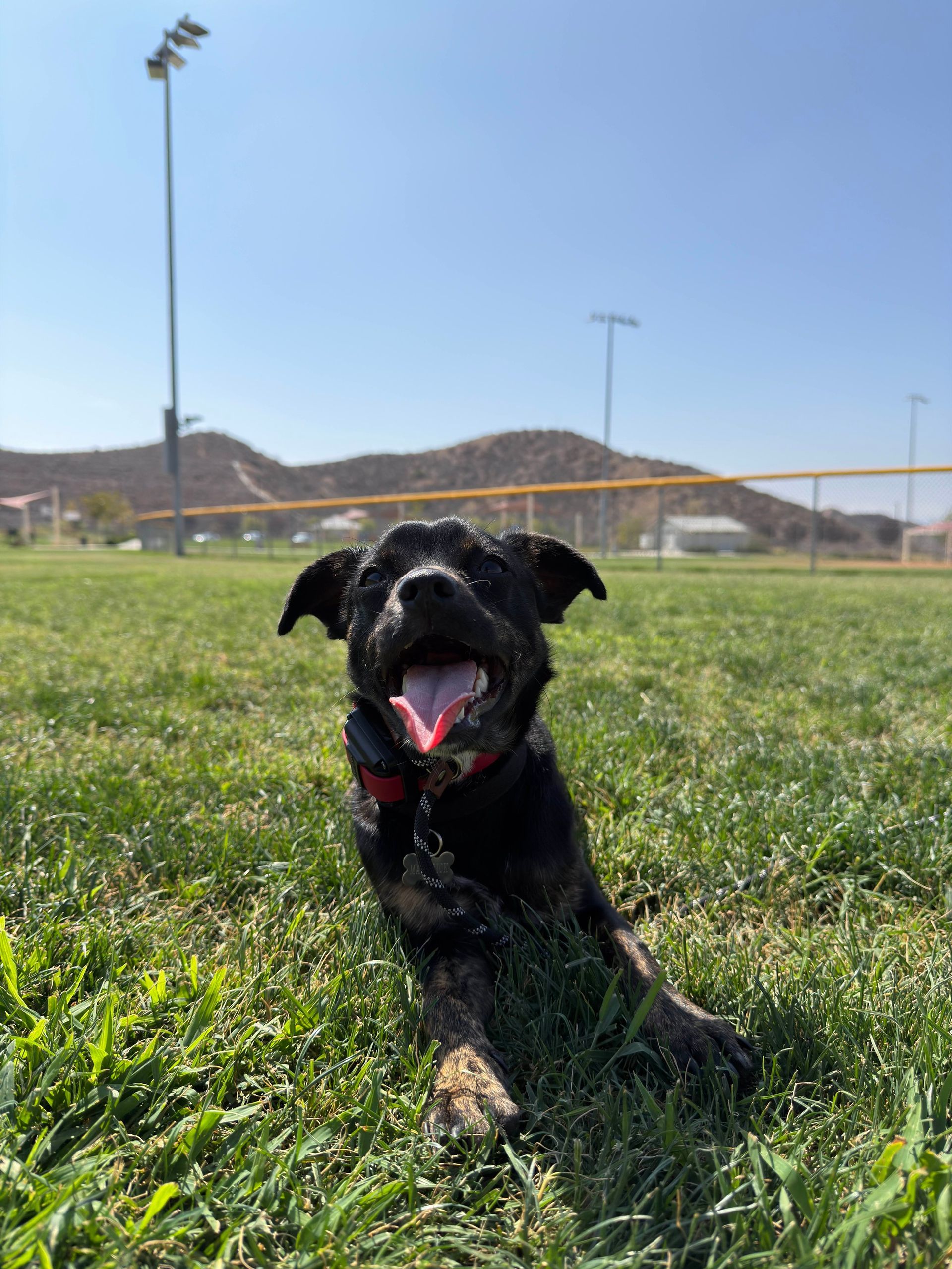 Man crouches to pet a brown dog sitting on grass in a park.