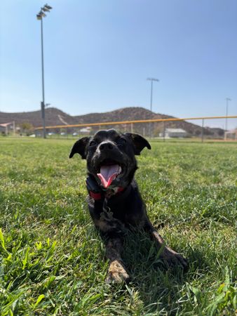 Man crouches to pet a brown dog sitting on grass in a park.