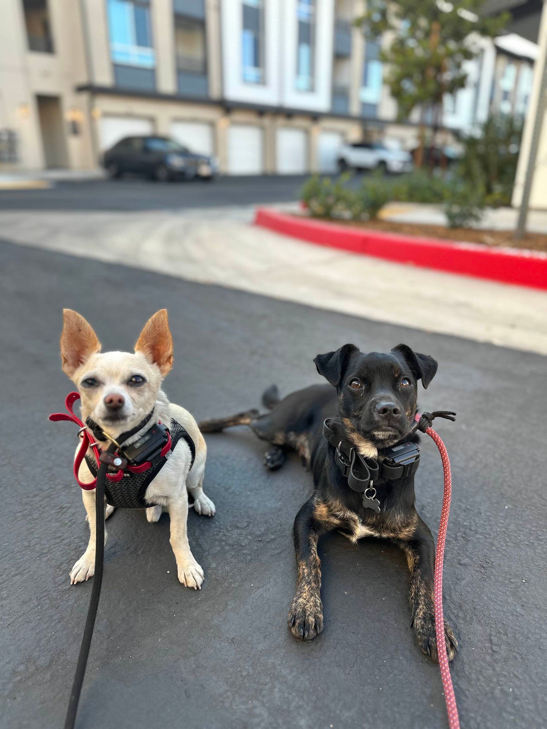 Two dogs on leashes, one light brown, one black, sit on pavement in front of an apartment building.