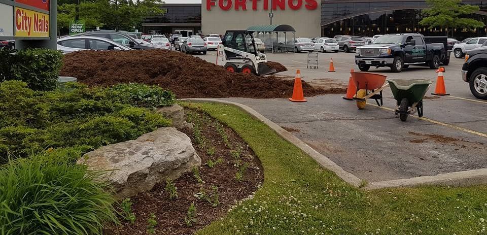 A landscaping project in front of a Fortino's grocery store, with a small tractor, mulch, and wheelbarrows.