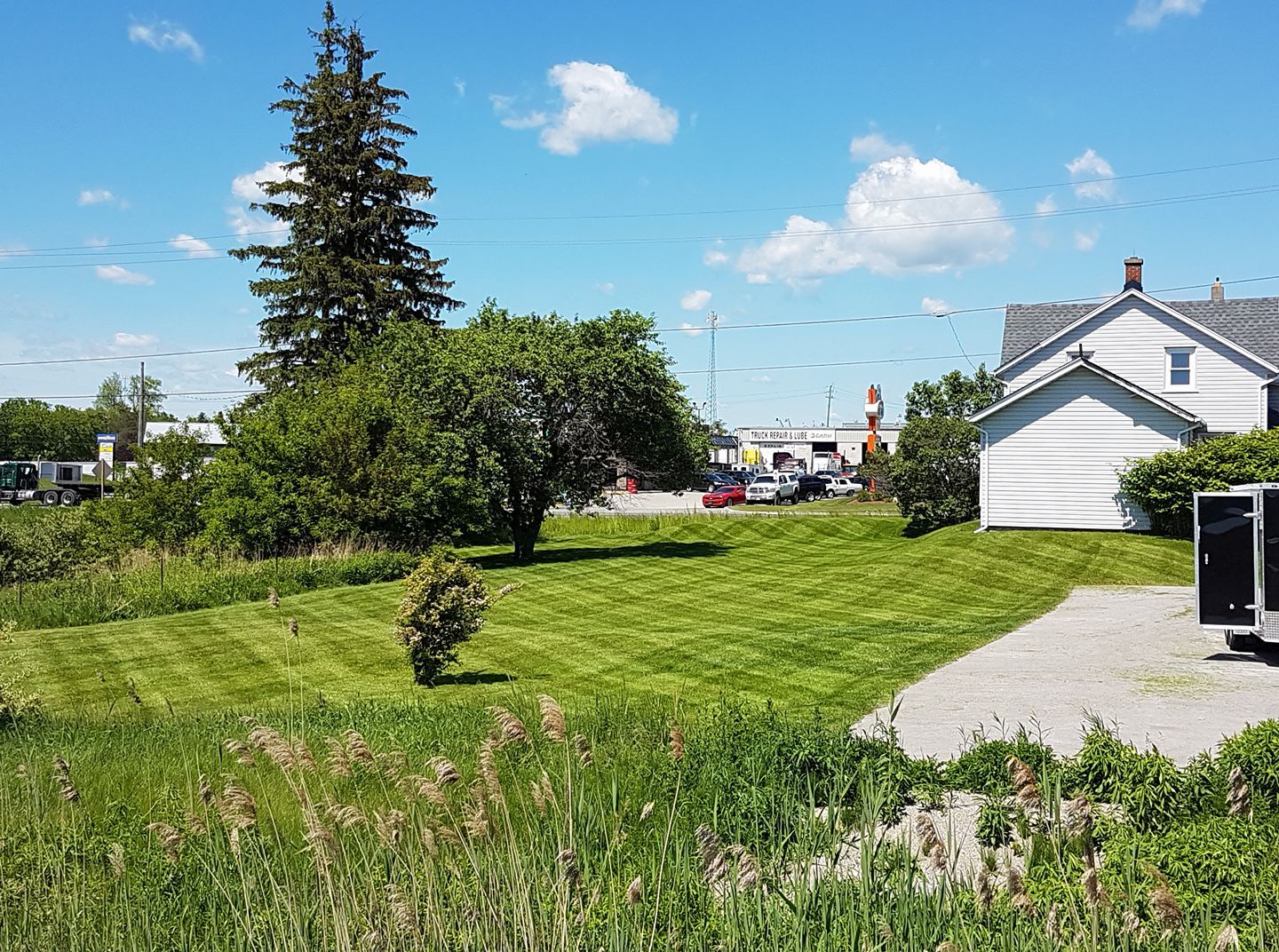 A sunny, grassy yard with a tall evergreen tree, a small shrub, and a white house with a shed on the right.