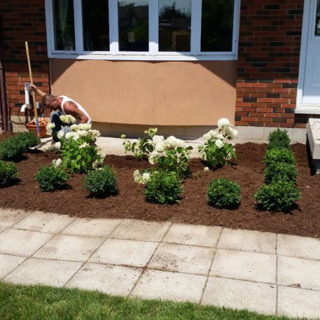 Man gardening in front of a house with white flowers and green shrubs, brown mulch, and brick.