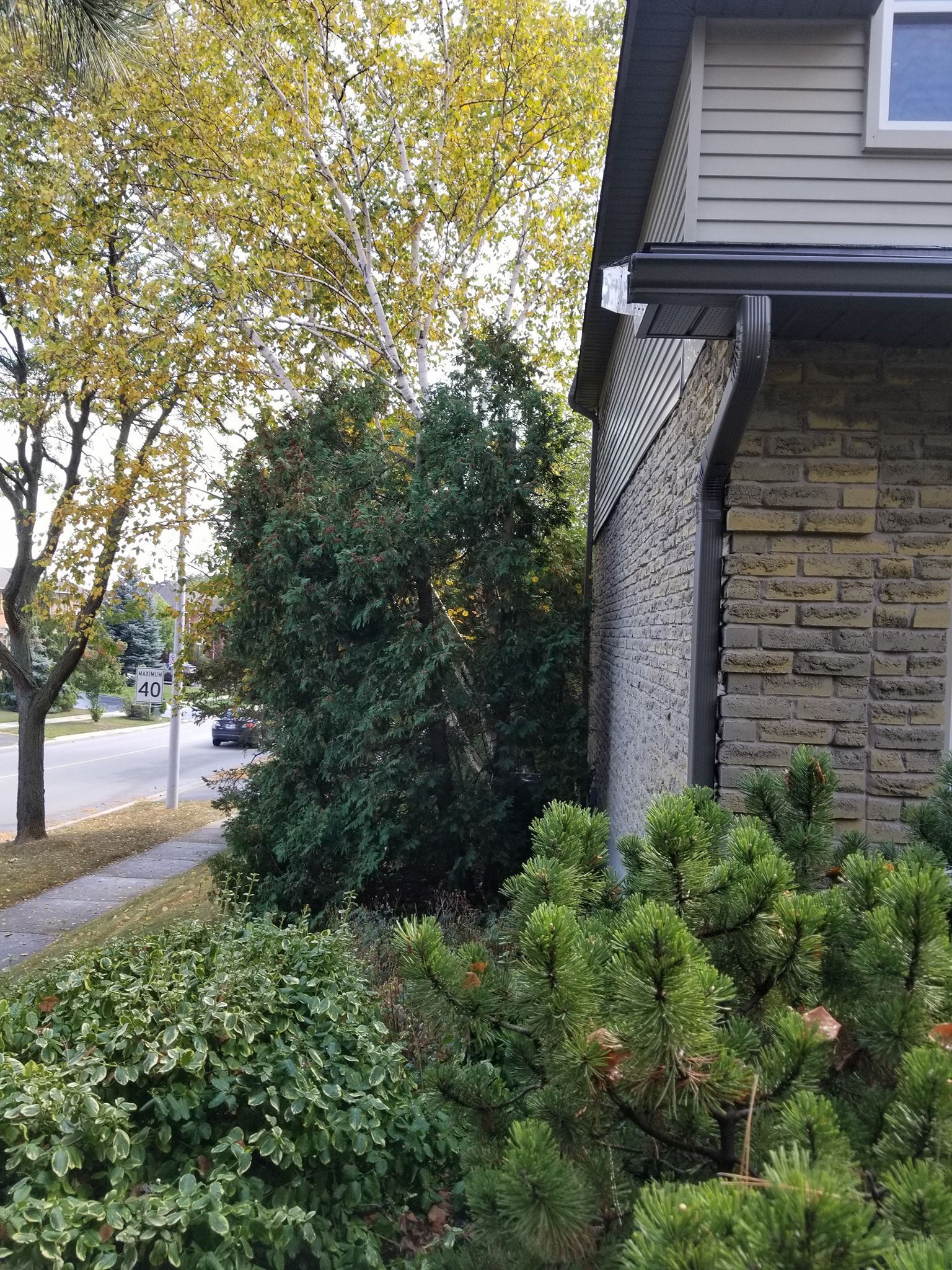 Corner of house with green and yellow foliage, sidewalk and street in view.