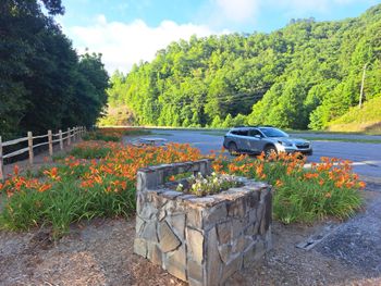 A car is parked in a roadside lot surrounded by flowers.