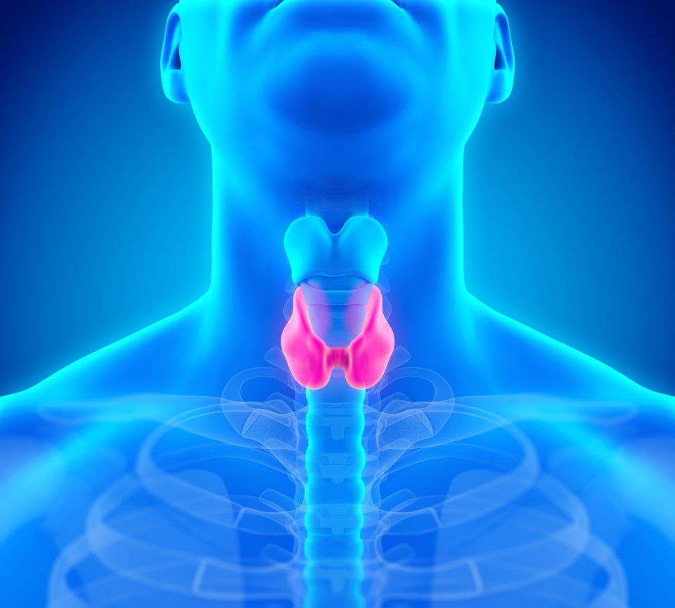 ghiandola della tiroide