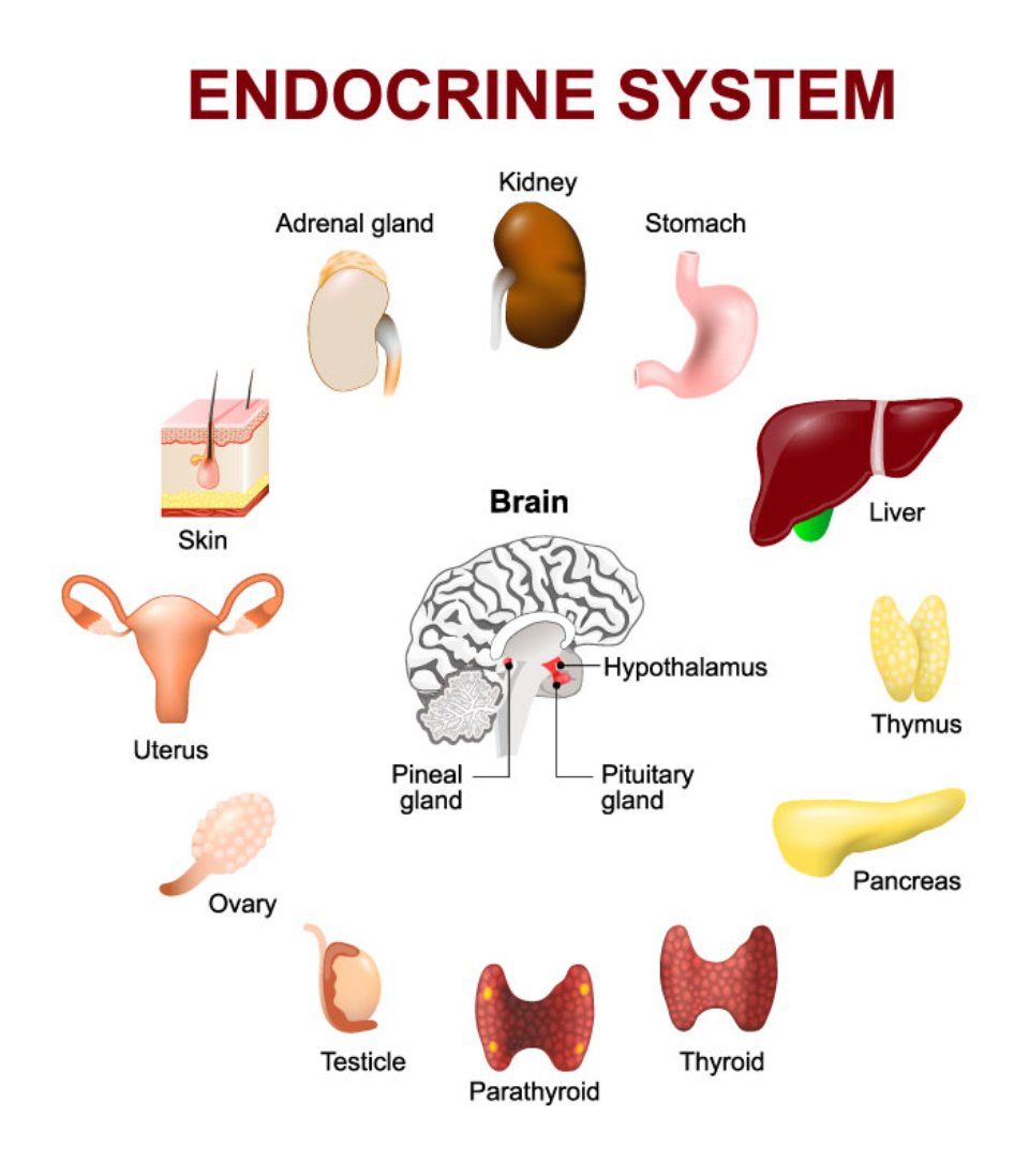 funzionamento ghiandole endocrine