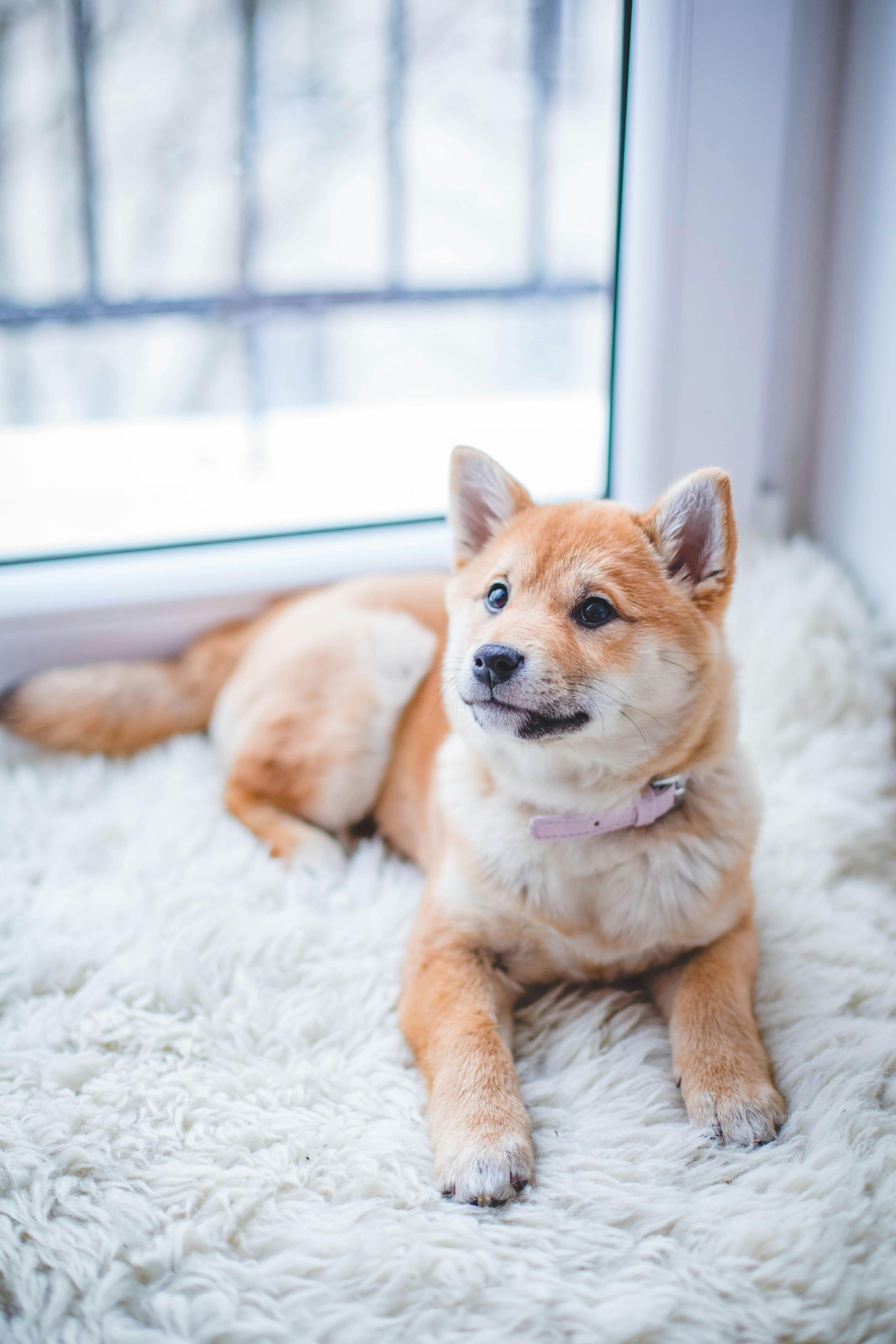Un chiot shiba inu est allongé sur une couverture blanche devant une fenêtre.