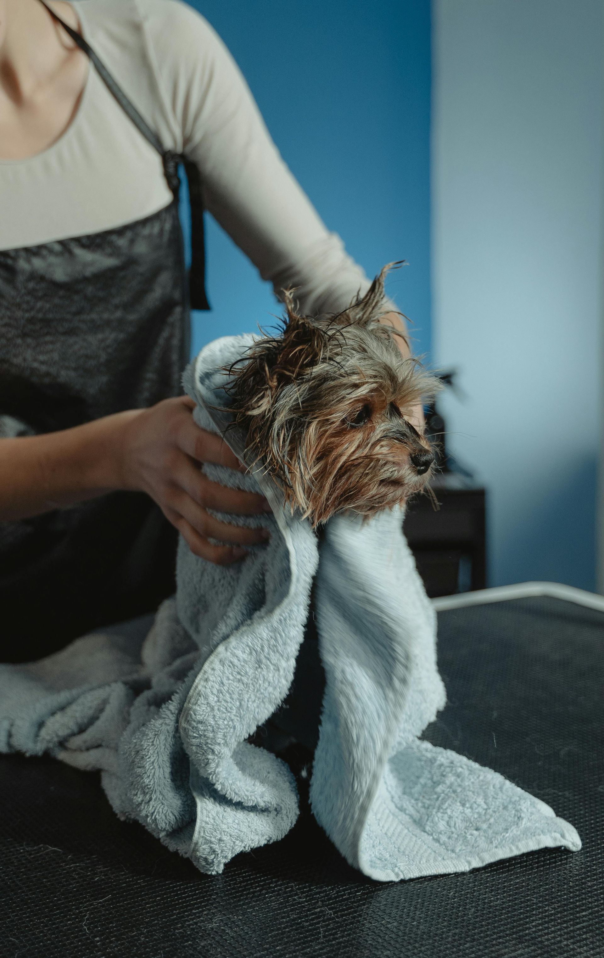 Une femme enveloppe un petit chien dans une serviette.