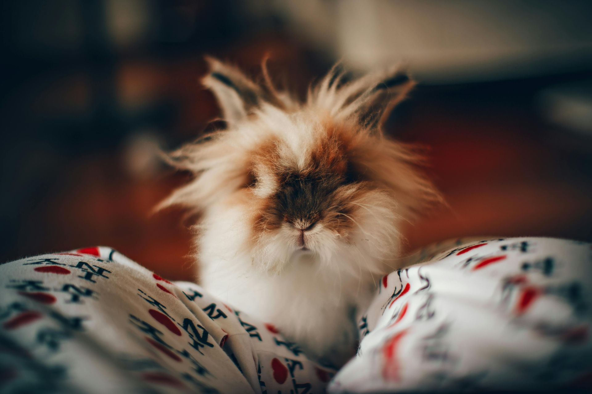 Un lapin brun et blanc est allongé sur un lit.