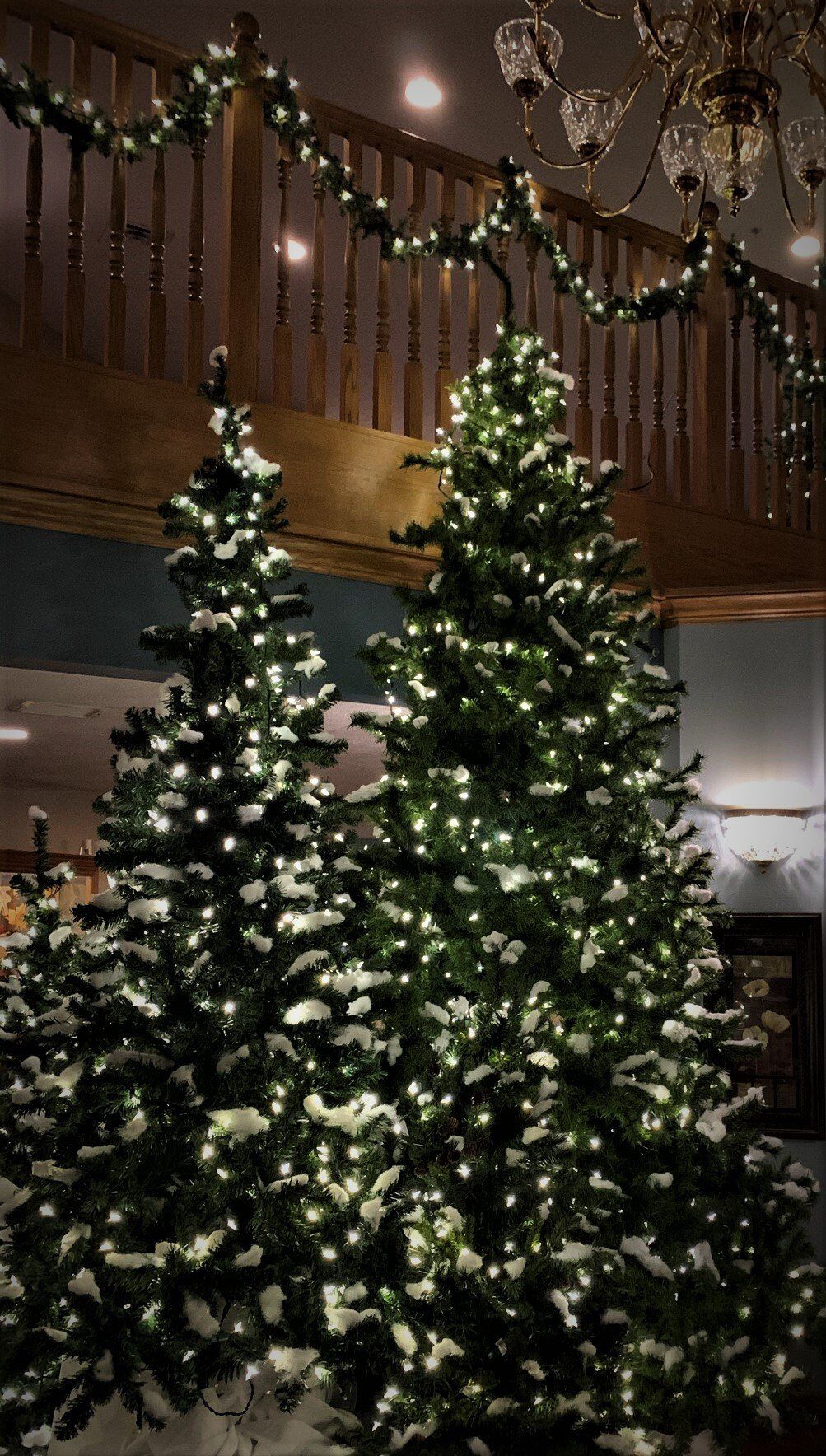 Two Large Christmas Trees Dressed with Lights & Ribbon