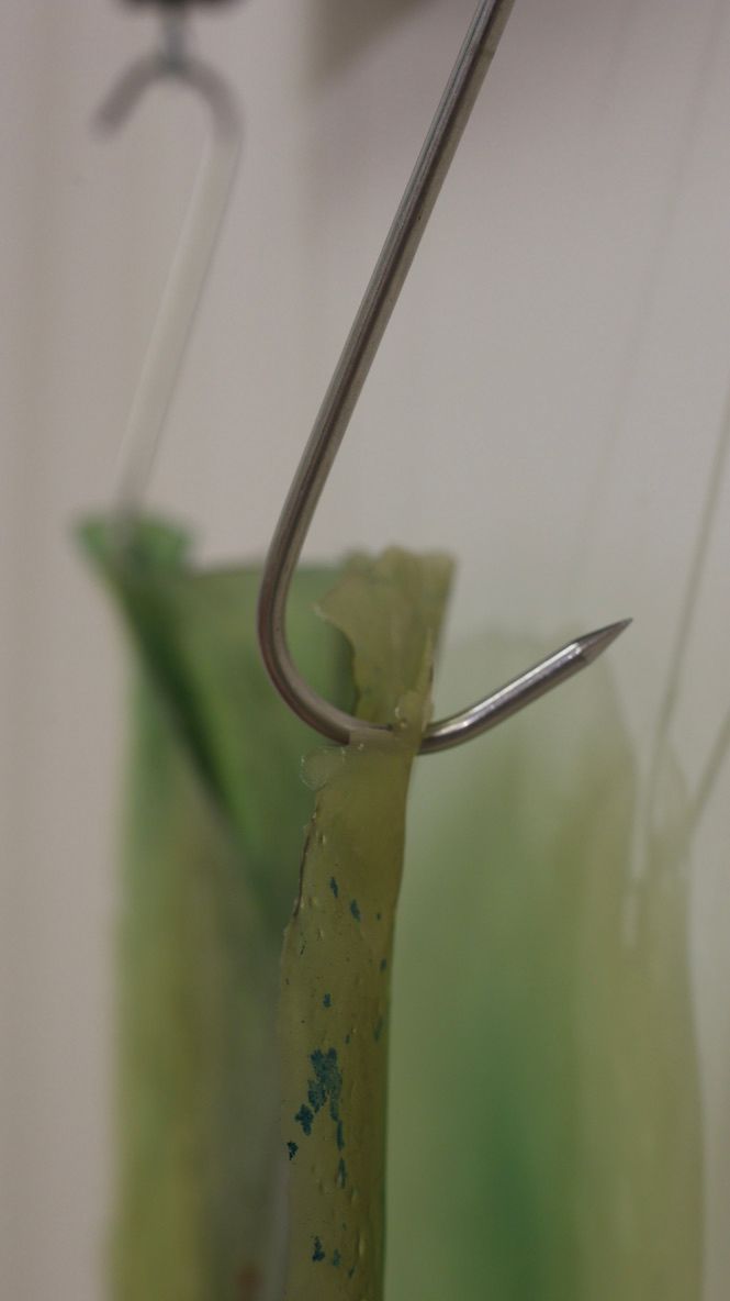 an alage bioplastic sheet hangs from meat hooks