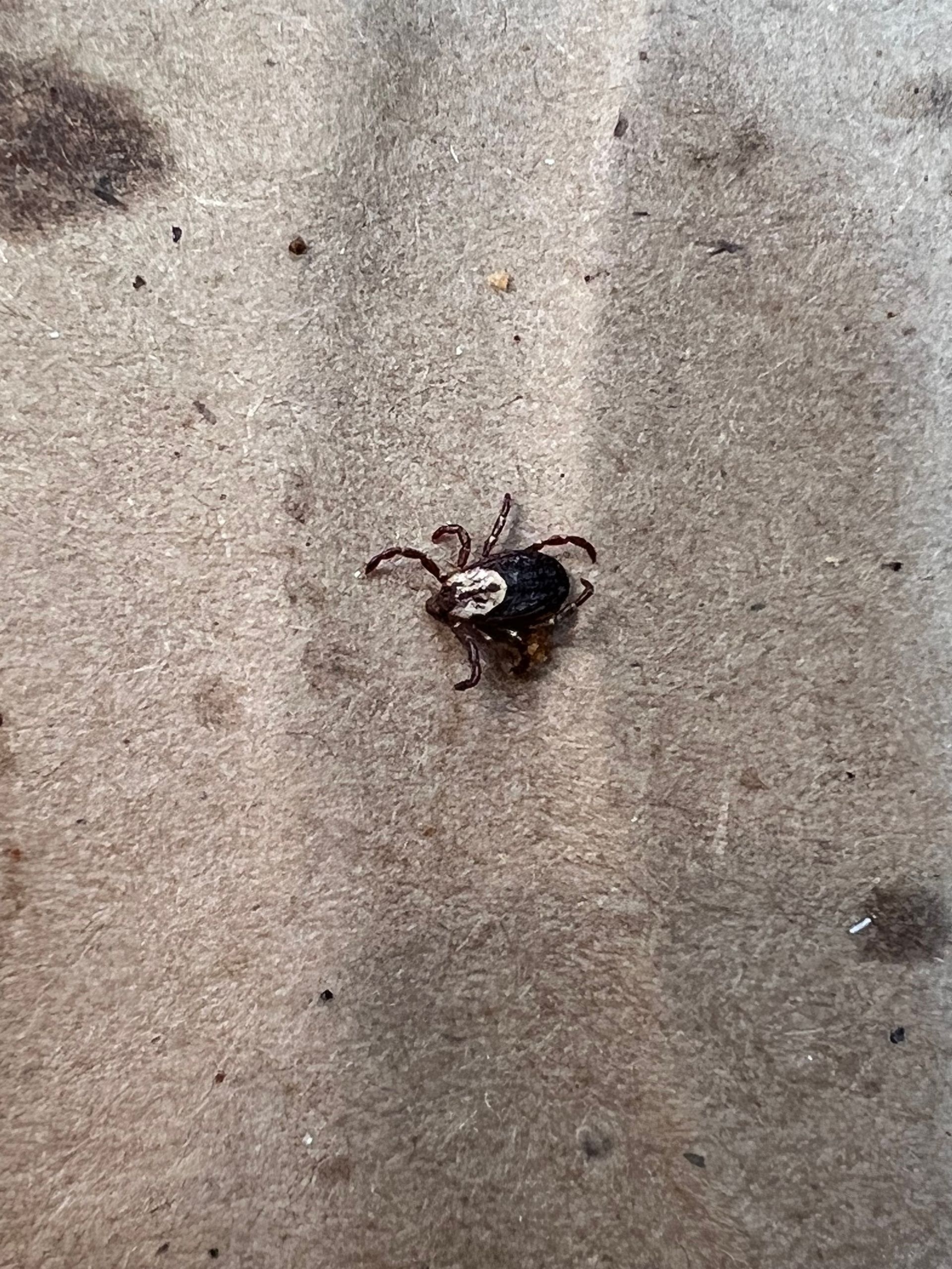 a tick runs across a greasy pizza box. 