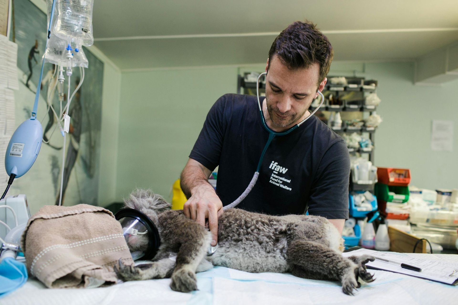 a vet doing a check-up on a koala