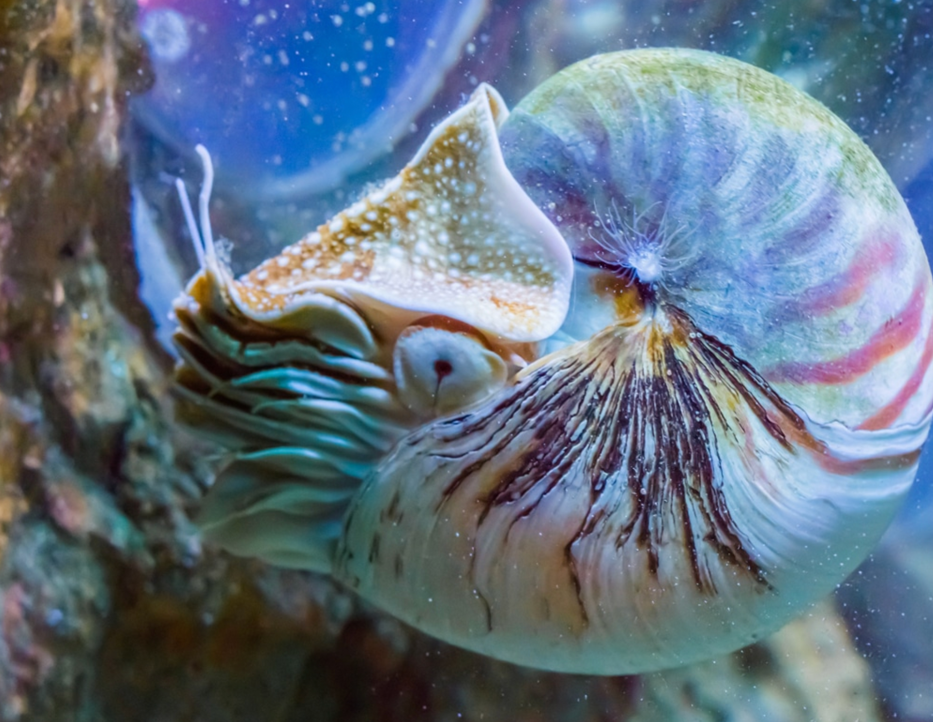 Nautilus in aquarium, showing shell and tentacles. Iridescent blue and white shell, brown markings.