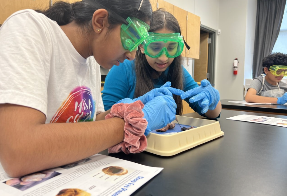 Students wearing goggles and gloves dissect animal parts in a science lab.