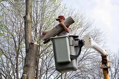 Tree Removal — Tree Services in Charlestown, RI