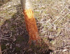 infested tree with ants