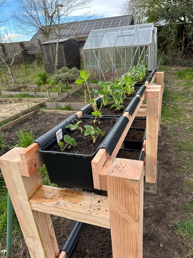 Aardbeienrek