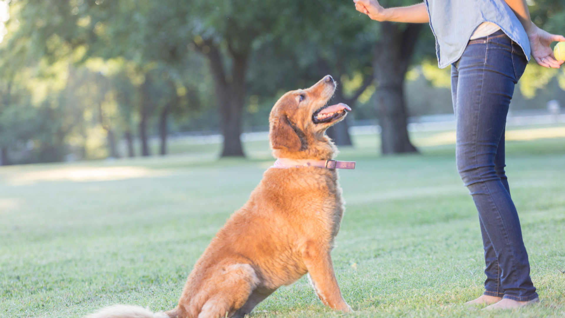 A golden retriever sits on a green lawn, looking up with an open mouth at a person holding a yellow ball in a park.