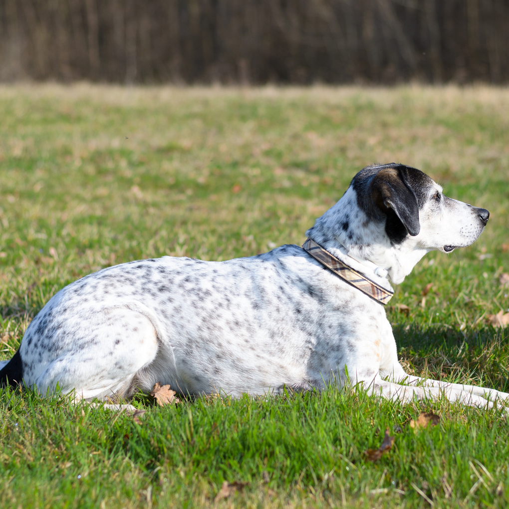 Dog lying in grass, white with black spots, wearing a patterned collar.