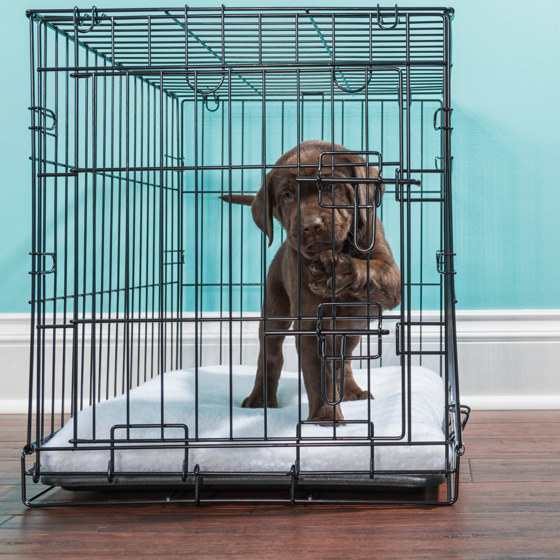 Brown puppy standing inside a black wire dog crate on a white pad, set against a teal wall.